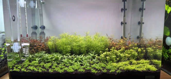 70l hollandais Voilà, petit changement d’eau de 20 L encore aujourd’hui.
J’ai aussi taillé la rotala qui est à droite afin de la resserrer pour qu’elle pousse bien droite. Comme vous pouvez le voir, ça pousse plutôt pas mal dans le coin, tout suit son cours.
Bonne fin de journée à tous ?
