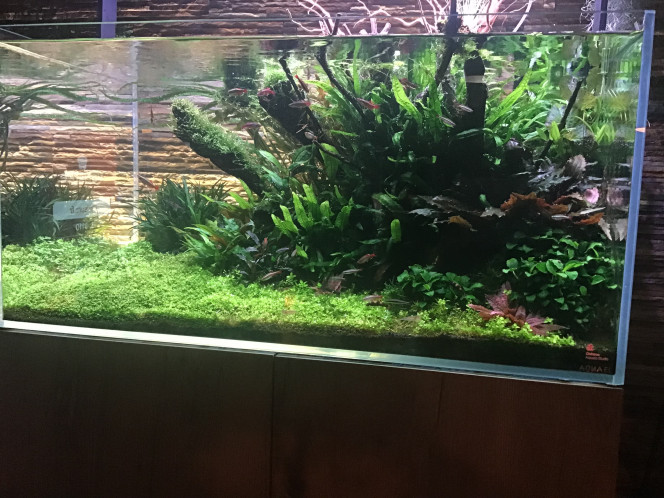 Photographie du post de MARGINATUS 