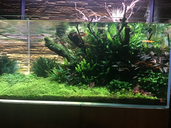 Photographie du post de MARGINATUS 