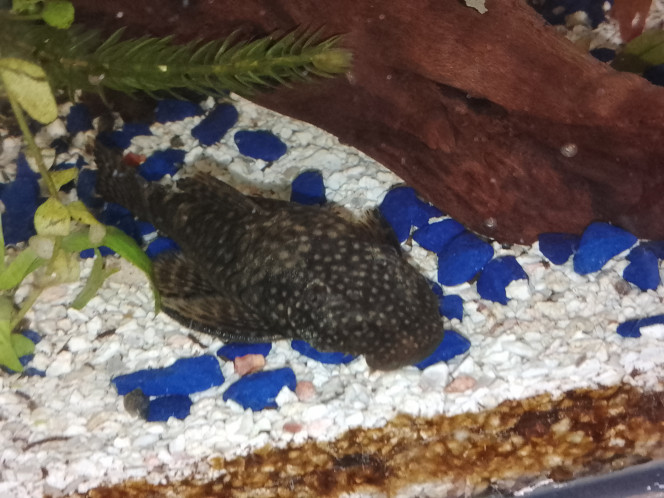 Photographie du post de perot 