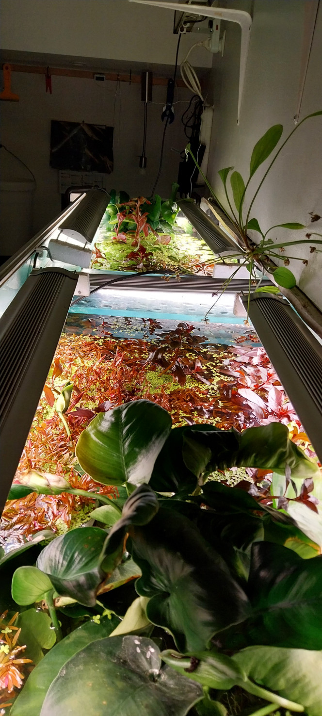 Photographie du post de STK54 