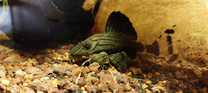 Photographie du post de STK54 