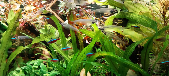 Photographie du post de STK54 