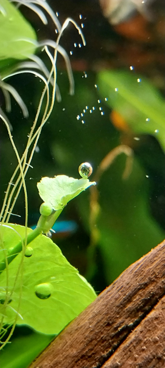 Photographie du post de STK54 