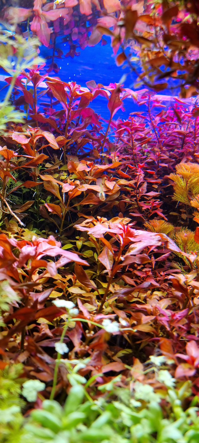 Photographie du post de SuperMonkey 