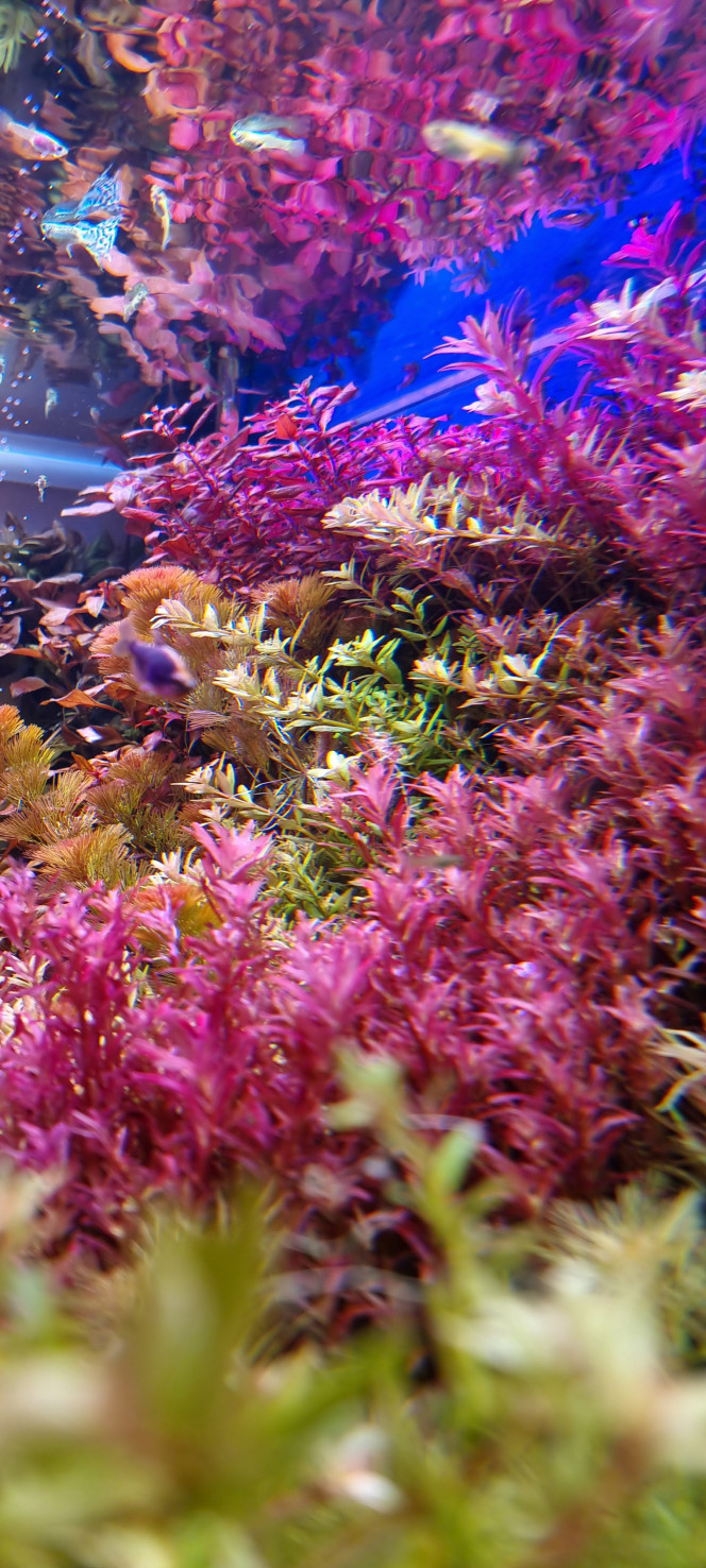 Photographie du post de SuperMonkey 