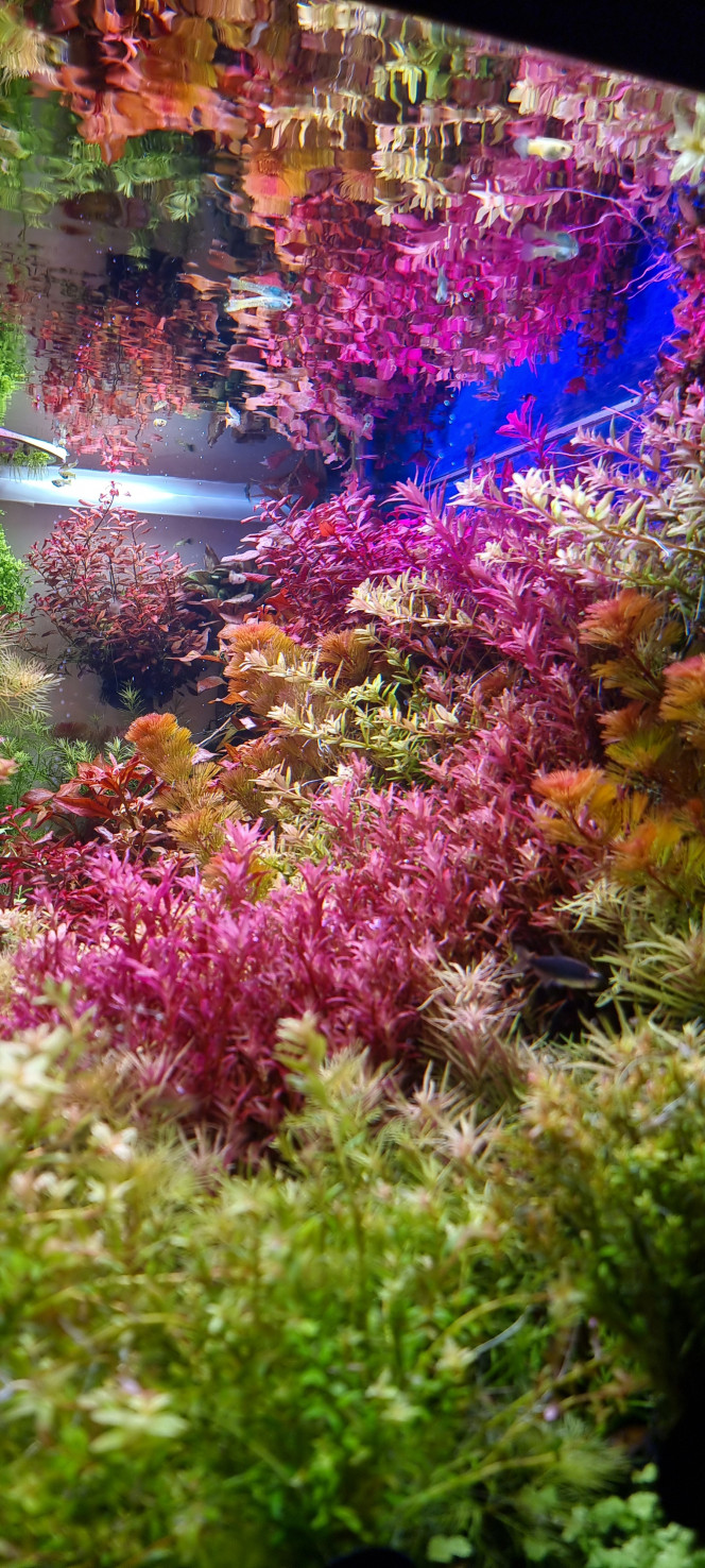 Photographie du post de SuperMonkey 