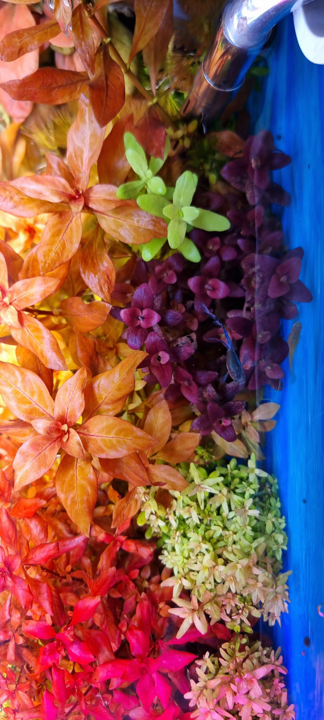 Photographie du post de SuperMonkey 