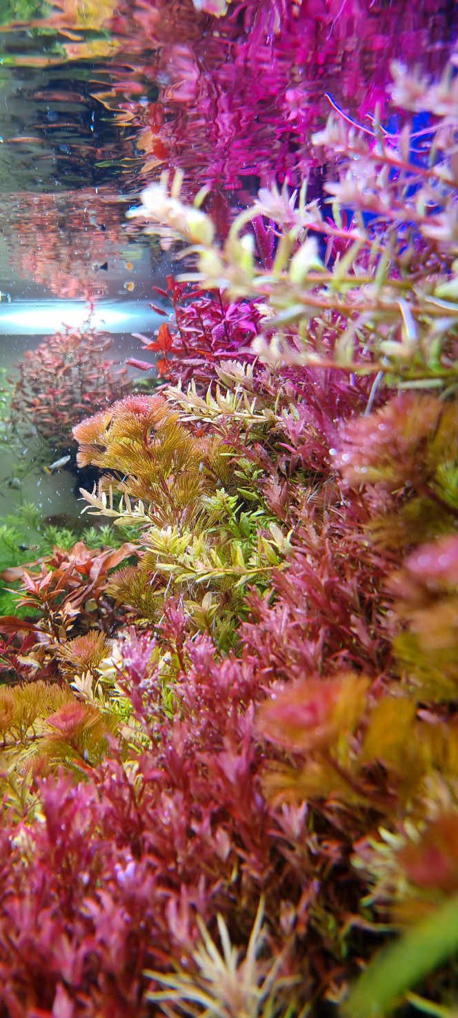 Photographie du post de SuperMonkey 