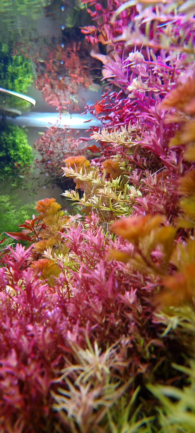 Photographie du post de SuperMonkey 