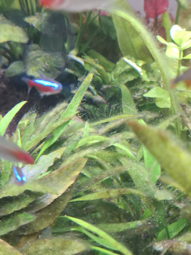 Photographie du post de Guiguidu57 