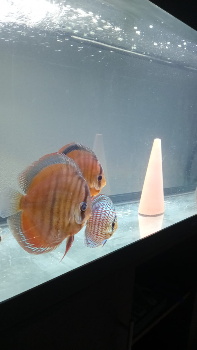 Photographie du post de vv091v 