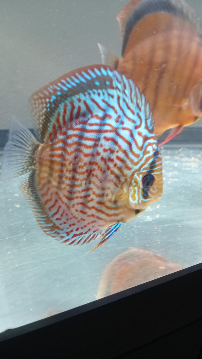 Photographie du post de vv091v 