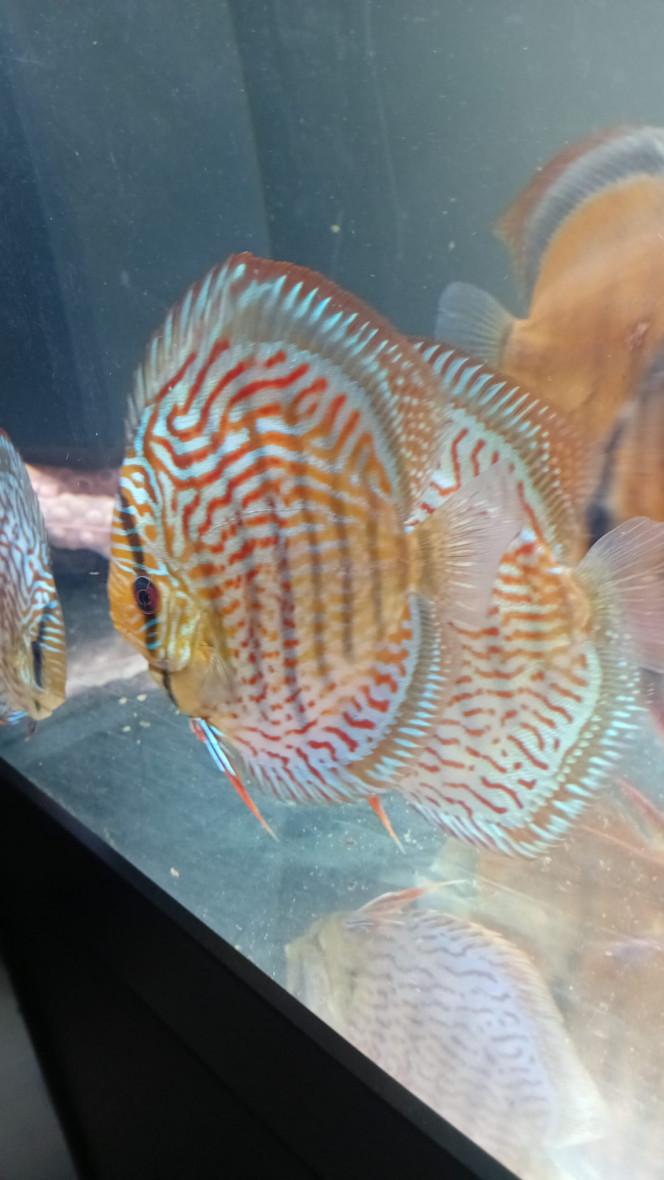 Photographie du post de vv091v 