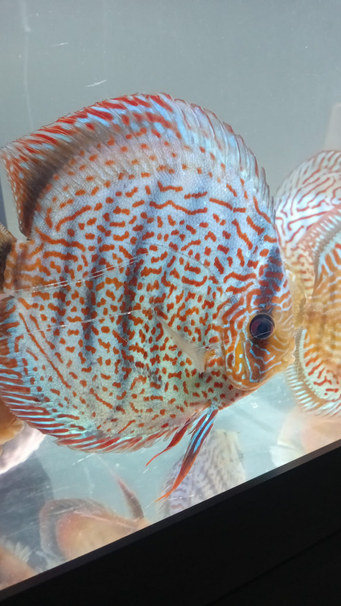 Photographie du post de vv091v 