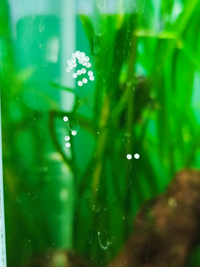 ponte de corydoras aeneus 