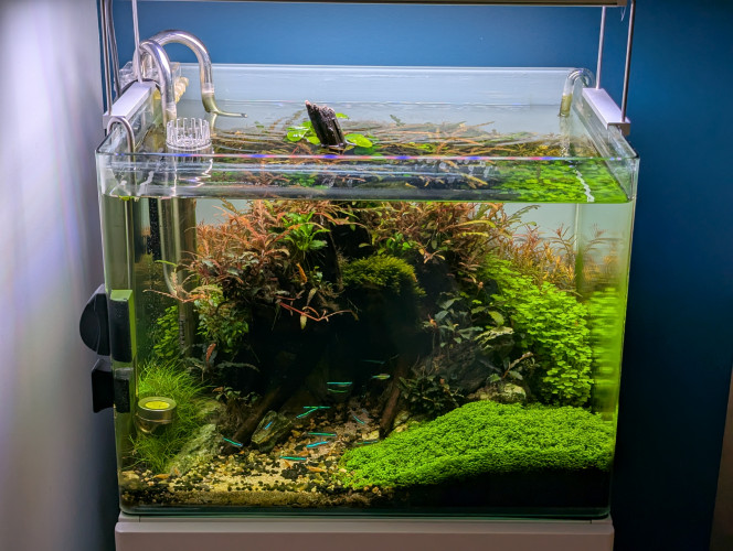 Avant la taille... Revoici mon bac, juste avant une taille d'entretien... Tout pousse bien! Le rééquilibrage du fer à résolu les problèmes de croissance des plantes ?. Seul hic... J'ai réintroduit une bucephalandra de mon ancien bac qui paraissait parfaitement saine de toute algue pinceau (présentent dans mon scape précédent) et il y a 1 mois de cela , j'ai vu quelques poils apparaître sur cette plante que j'ai aussitôt retirer... Le mal était fait ?... Pour l'instant ça reste limité..  
Un petit banc de 6 corydoras pygmaeus est venu completé la population ☺️