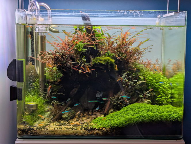 Avant la taille... Revoici mon bac, juste avant une taille d'entretien... Tout pousse bien! Le rééquilibrage du fer à résolu les problèmes de croissance des plantes ?. Seul hic... J'ai réintroduit une bucephalandra de mon ancien bac qui paraissait parfaitement saine de toute algue pinceau (présentent dans mon scape précédent) et il y a 1 mois de cela , j'ai vu quelques poils apparaître sur cette plante que j'ai aussitôt retirer... Le mal était fait ?... Pour l'instant ça reste limité..  
Un petit banc de 6 corydoras pygmaeus est venu completé la population ☺️