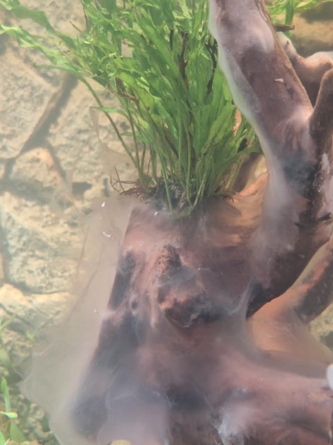 Photographie du post de Lafeeverte 