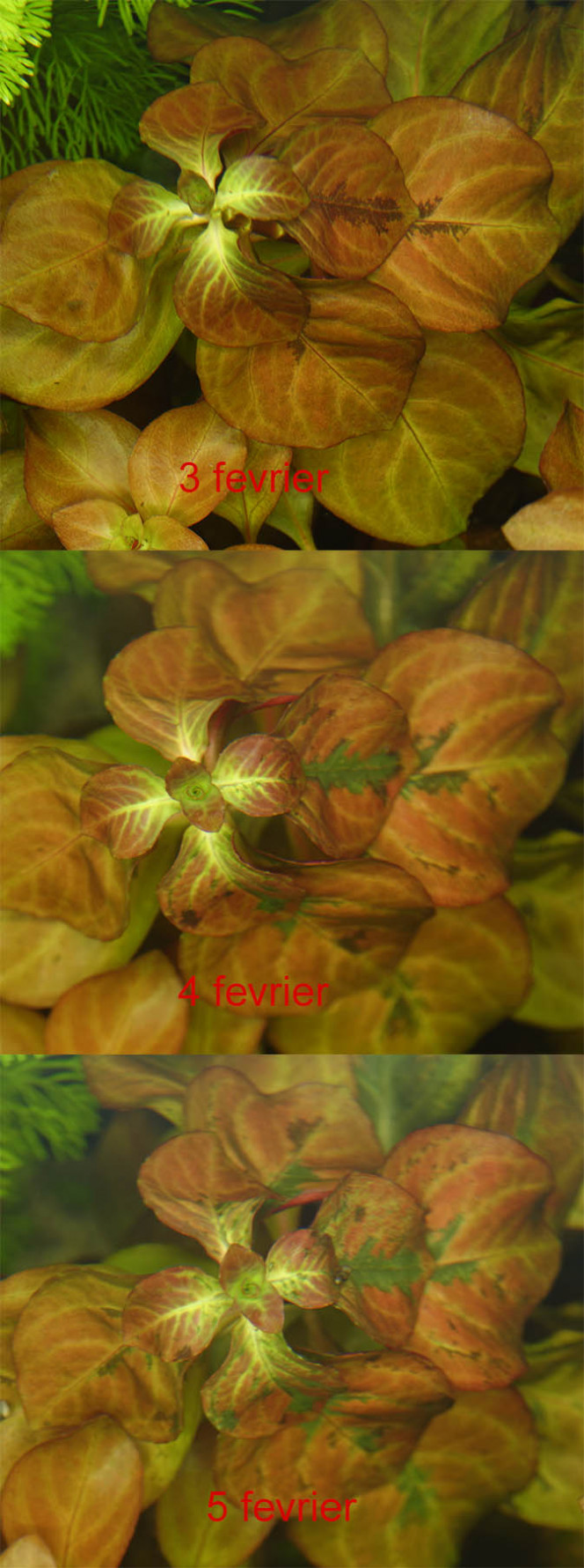 Photographie du post de YvesL 