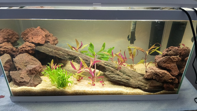 Implantation Implantation fait le 04/02/2026 après 3 semaine a faire un 1er cycle. Résultats du Test de l'eau très satisfaisant