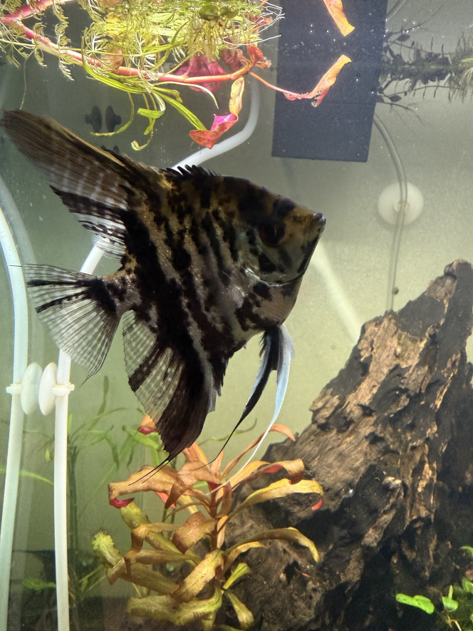 Photographie du post de Xvr-91 