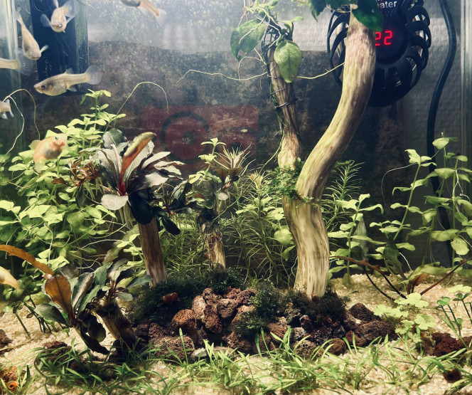 Ma p’tite jungle qui pousse ? 