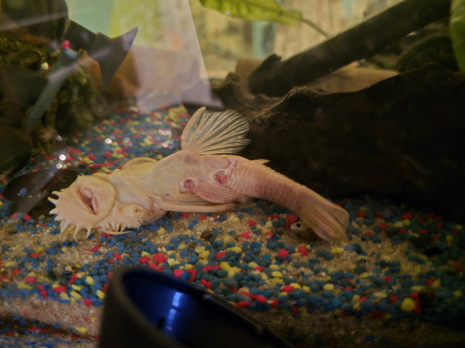 Photographie du post de Grandazzi 