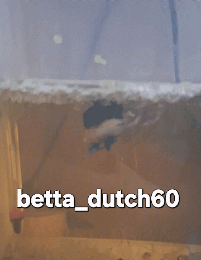 Photographie du post de Betta_dutch60 