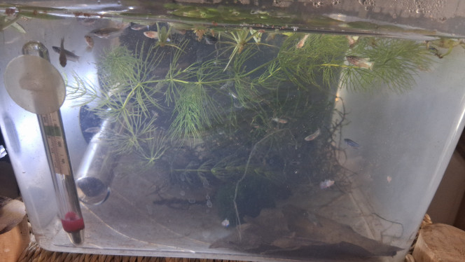 Photographie du post de Betta_dutch60 