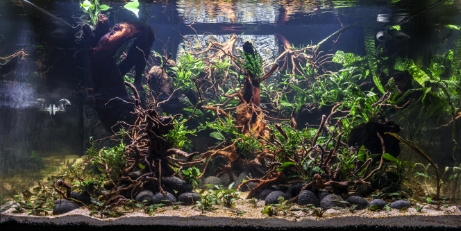  Après une semaine, l'eau s'est éclaircie...