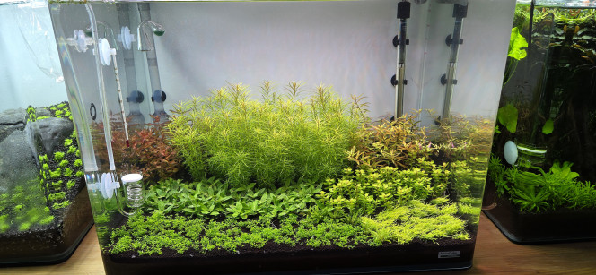 70l hollandais Bonjour à tous,
Voilà le 19ᵉ jour : nouveau changement d’eau de 20 L avant mon départ.
Dorénavant, les changements d’eau se feront chaque semaine.
Pour le moment, rien ne bouge. Mon pH s’est stabilisé à 6,3 et les plantes se portent bien.
À mon retour, dans une semaine, je ferai une batterie complète de tests afin, si besoin, de stabiliser les paramètres restants.
Cette fois-ci, je vais augmenter la fertilisation et ajouter la dose normale de profito prévue pour une semaine. Ce sera également la dernière dose d’Easy Carbo, l’aquarium n’en ayant plus besoin à ce stade.
Dans une semaine, je compléterai la fertilisation avec un engrais NPK, pour la simple raison qu’il n’y a pas encore de poissons dans l’aquarium : il faut donc remplacer les nutriments qu’ils apportent habituellement.
Pour le reste, tout suit son cours.
Bon dimanche à tous.