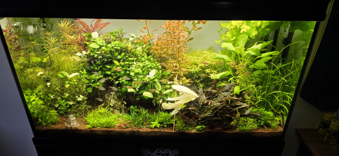 Communautaire 200 L Petite photo de la jungle je ferai une grosse taille quand je rentrerai dans une semaine bon dimanche à vous