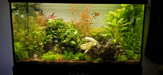 Communautaire 200 L Petite photo de la jungle je ferai une grosse taille quand je rentrerai dans une semaine bon dimanche à vous