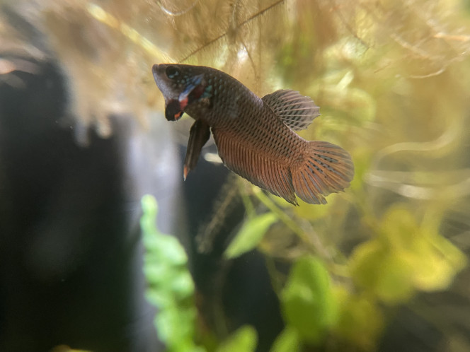 Nouveau mâle Betta smaragdina Maintenant que l’aquarium est st bien sécurisé contre les sauts, j’ai repris un mâle