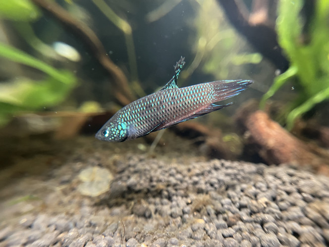 Nouveau mâle Betta smaragdina Maintenant que l’aquarium est st bien sécurisé contre les sauts, j’ai repris un mâle