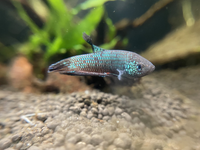 Nouveau mâle Betta smaragdina Maintenant que l’aquarium est st bien sécurisé contre les sauts, j’ai repris un mâle