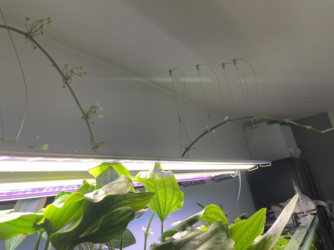 Jusqu’où vont aller les echinodorus à force ??? ? 