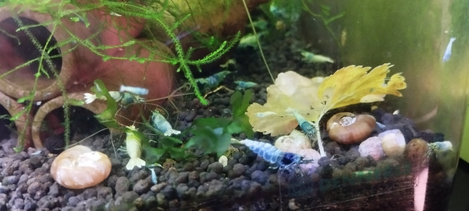 Photographie du post de AquaShrimp95 