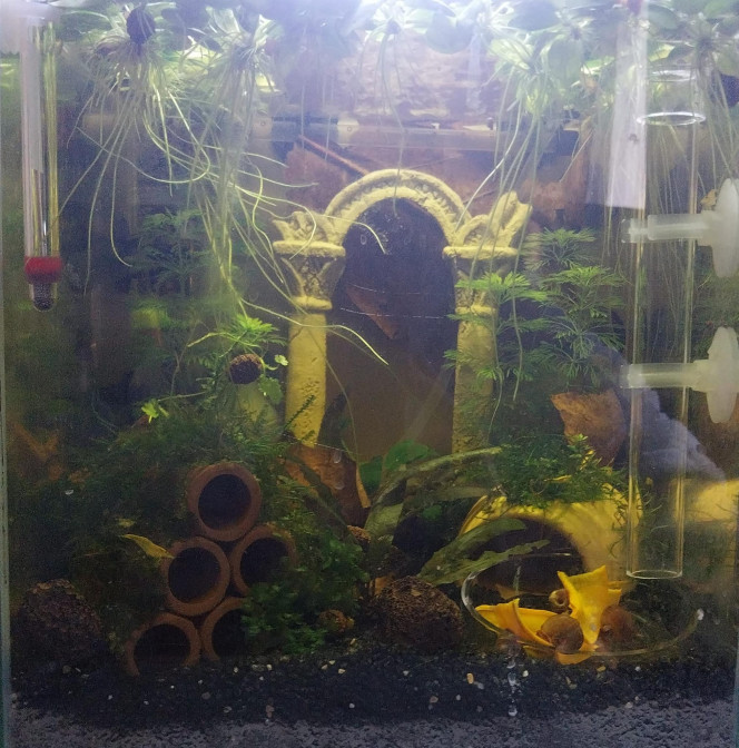 Nouvelle vie pour le monde de Birdo Réagencement du bac y a une semaine pour accueillir mes 20 Yellow Neon.

Le Betta a ete adopté par une nouvelle famille.
Ensuite les alevins de guppy ont basculé dans mon 54L pour grossissement.

Place à mes ptites Creucreu Jaunes