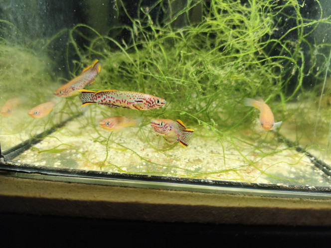 Bac 121 Fundulopanchax nigerianus innidere