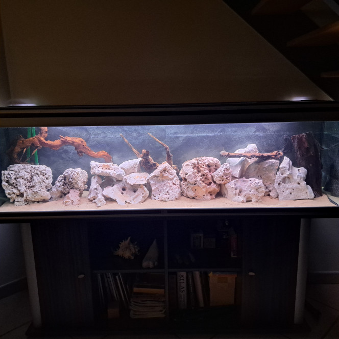 Photographie du post de FanchCichlide 