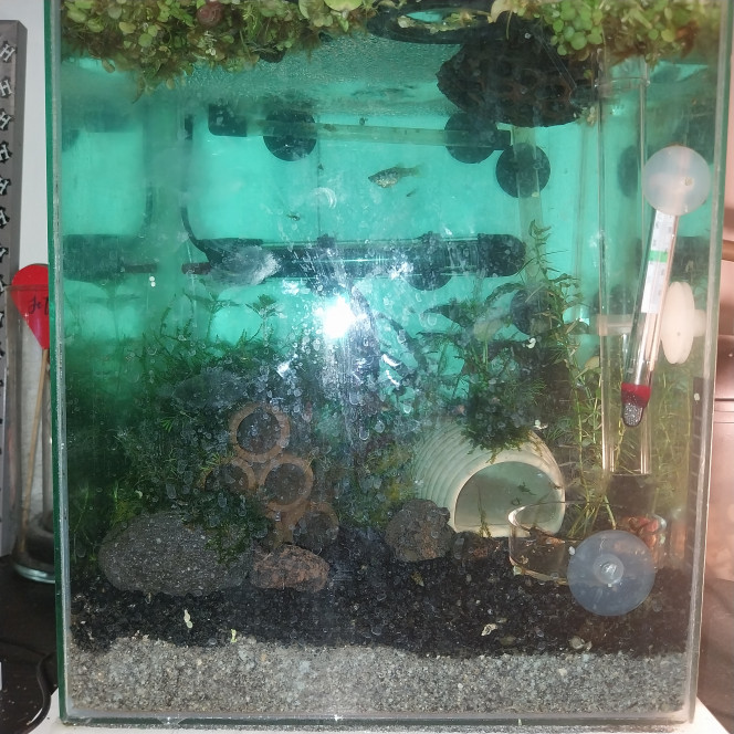 Evolution du monde Birdo Voici l evolution du nano bac au fur et a mesure depuis le mois d octobre

Il a accueilli tout d abors un betta splendens (sauvetage puis je l ai fait adopter)
Ensuite des alevins de guppy endler (depuis 3 semaines basculés dans un 54L).
Réagencé y a une semaine pour accueillir des yellow neon (y a 2 jours)
