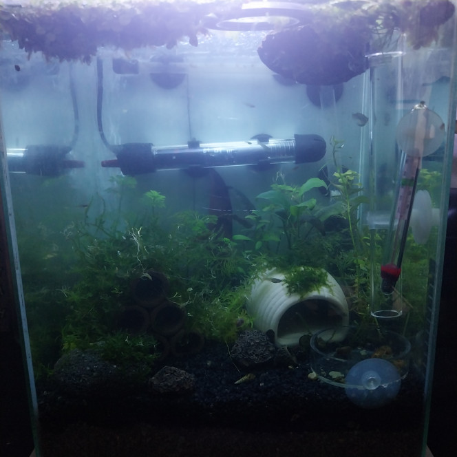 Evolution du monde Birdo Voici l evolution du nano bac au fur et a mesure depuis le mois d octobre

Il a accueilli tout d abors un betta splendens (sauvetage puis je l ai fait adopter)
Ensuite des alevins de guppy endler (depuis 3 semaines basculés dans un 54L).
Réagencé y a une semaine pour accueillir des yellow neon (y a 2 jours)