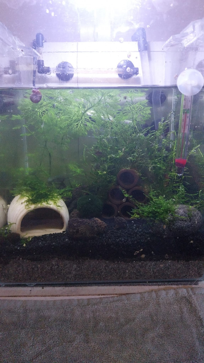 Evolution du monde Birdo Voici l evolution du nano bac au fur et a mesure depuis le mois d octobre

Il a accueilli tout d abors un betta splendens (sauvetage puis je l ai fait adopter)
Ensuite des alevins de guppy endler (depuis 3 semaines basculés dans un 54L).
Réagencé y a une semaine pour accueillir des yellow neon (y a 2 jours)