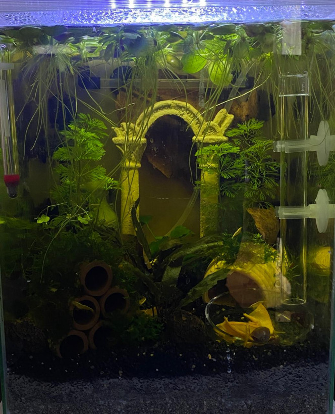 Evolution du monde Birdo Voici l evolution du nano bac au fur et a mesure depuis le mois d octobre

Il a accueilli tout d abors un betta splendens (sauvetage puis je l ai fait adopter)
Ensuite des alevins de guppy endler (depuis 3 semaines basculés dans un 54L).
Réagencé y a une semaine pour accueillir des yellow neon (y a 2 jours)