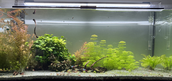 Évolution du 300l Depuis la reprise du co2 ça se remet à bien pousser. 
La Monté Carlo est en cours d’expédition pour le futur projet avec une petite althernenthera Rk mini.
On va laisser encore la limnophila pousser avec la rotala avant de taille pour donner des formes