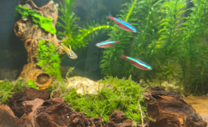 Endler-et-crevettes Mon petit bac réservé pour quelques Endler et Crevettes.
Les néons sont à donner.