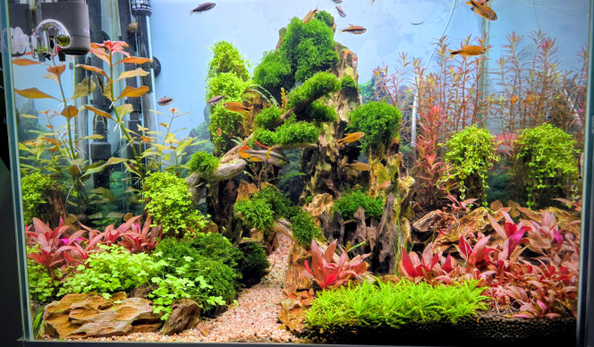 Photographie du post de Yannick66 