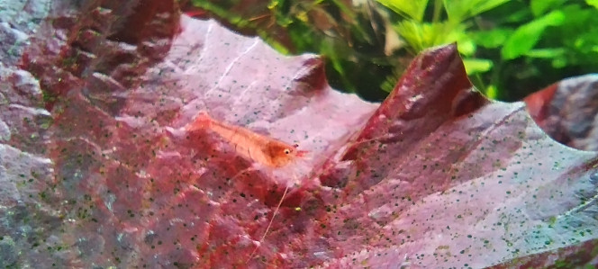 Photographie du post de AquaShrimp95 